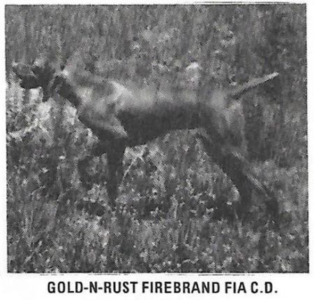 Gold-N-Rust Firebrand Fia