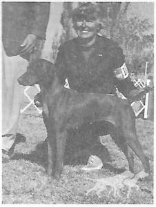 Mavam's Bronzar Diana