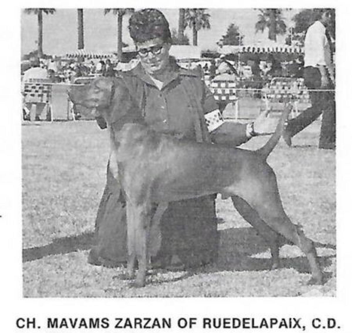 Mavams Zarzan of Ruedelapaix