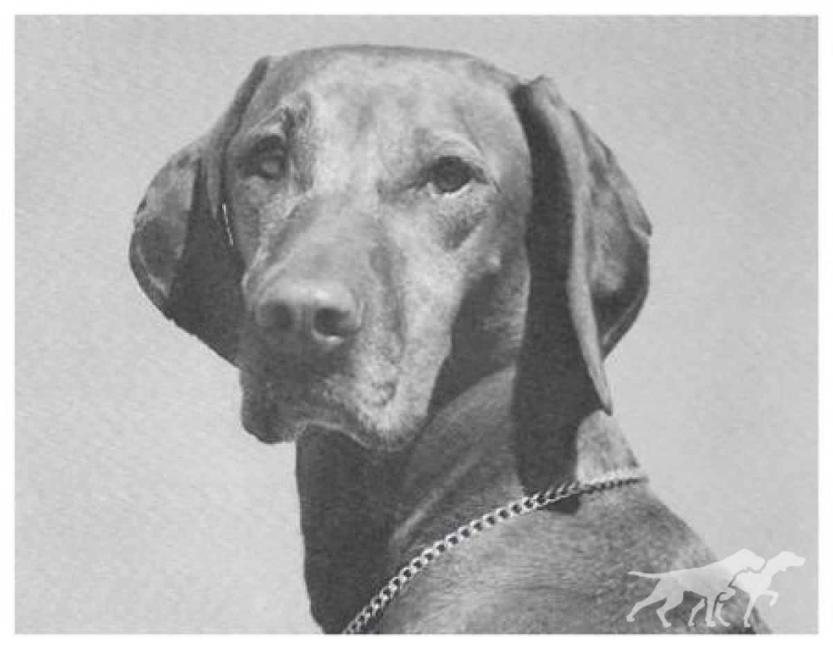 Jolie D'Arcy