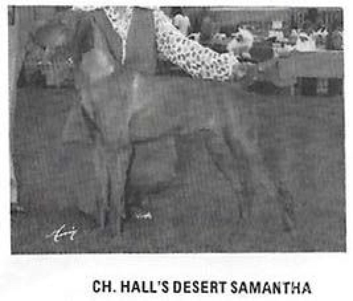 Hall's Desert Samantha