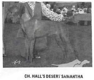 Hall's Desert Samantha