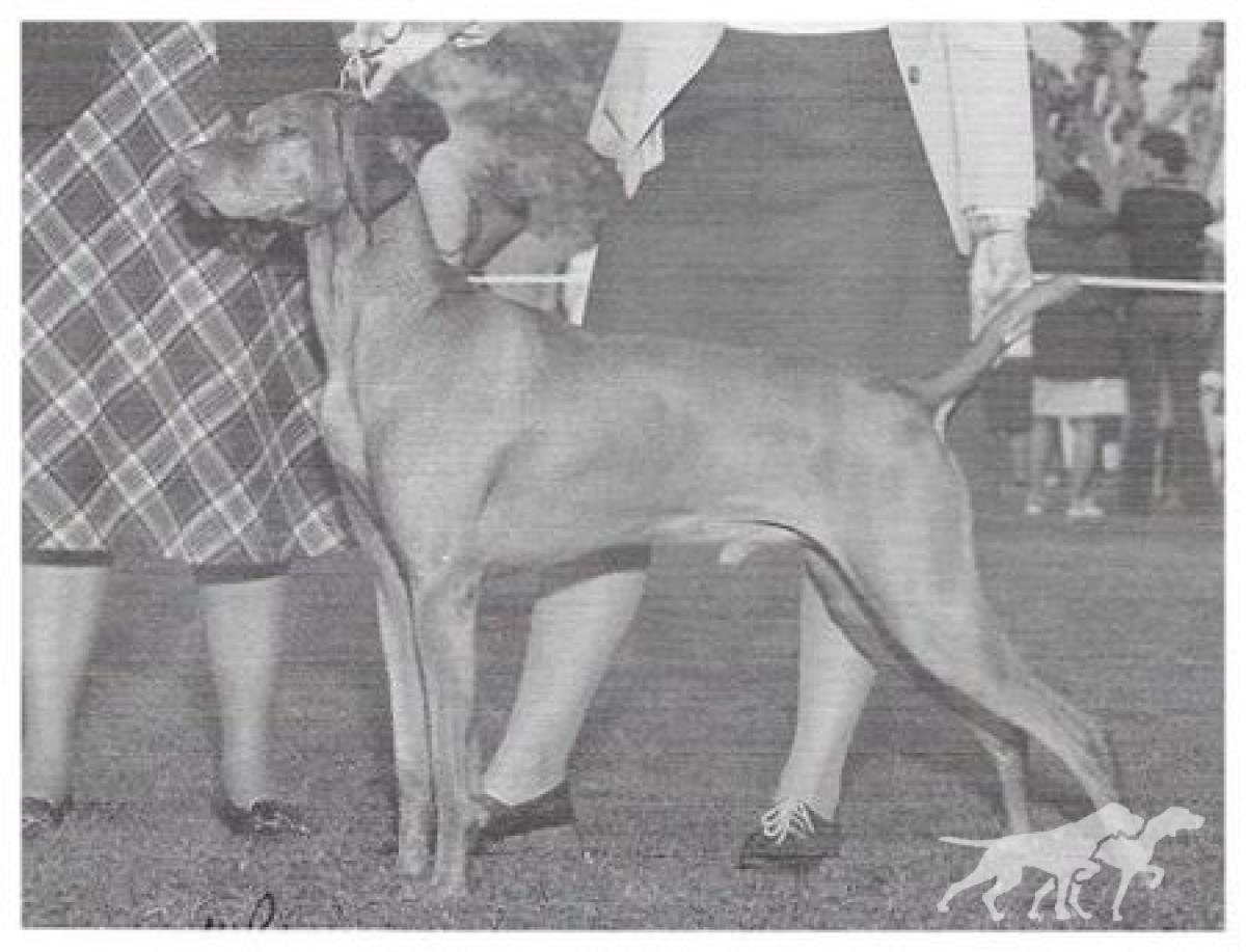 Magyar Csibesz (AKC) *
