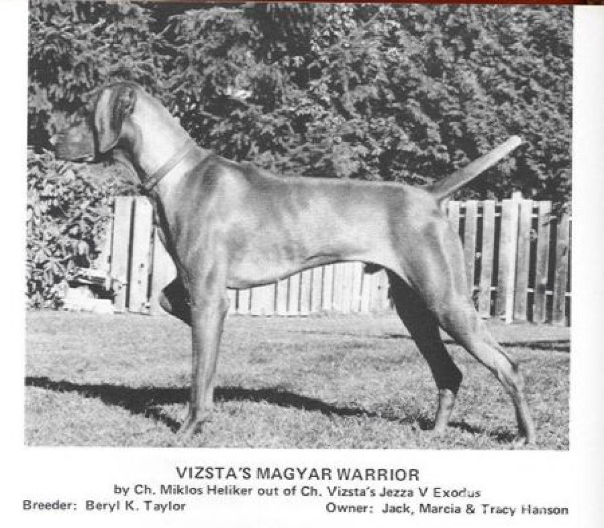 Vizsta's Magyar Warrior