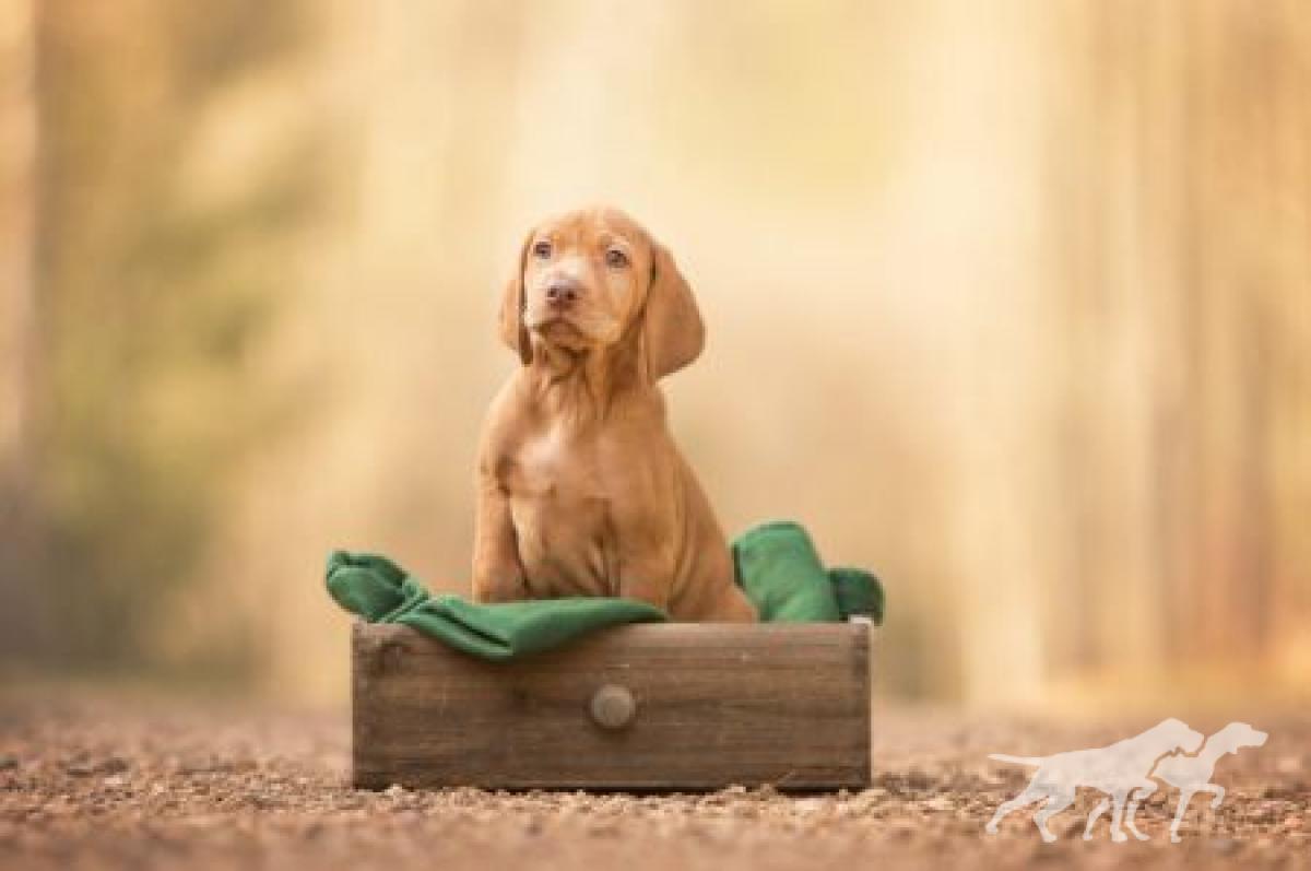 Cedric Vizsla von Prague