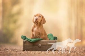 Cedric Vizsla von Prague