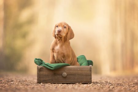 Cedric Vizsla von Prague
