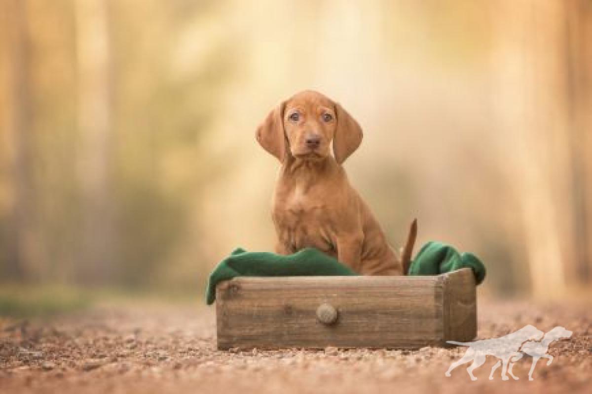 Caramella Vizsla von Prague