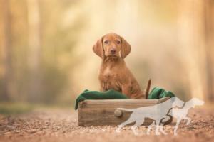 Caramella Vizsla von Prague