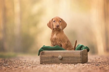 Caramella Vizsla von Prague