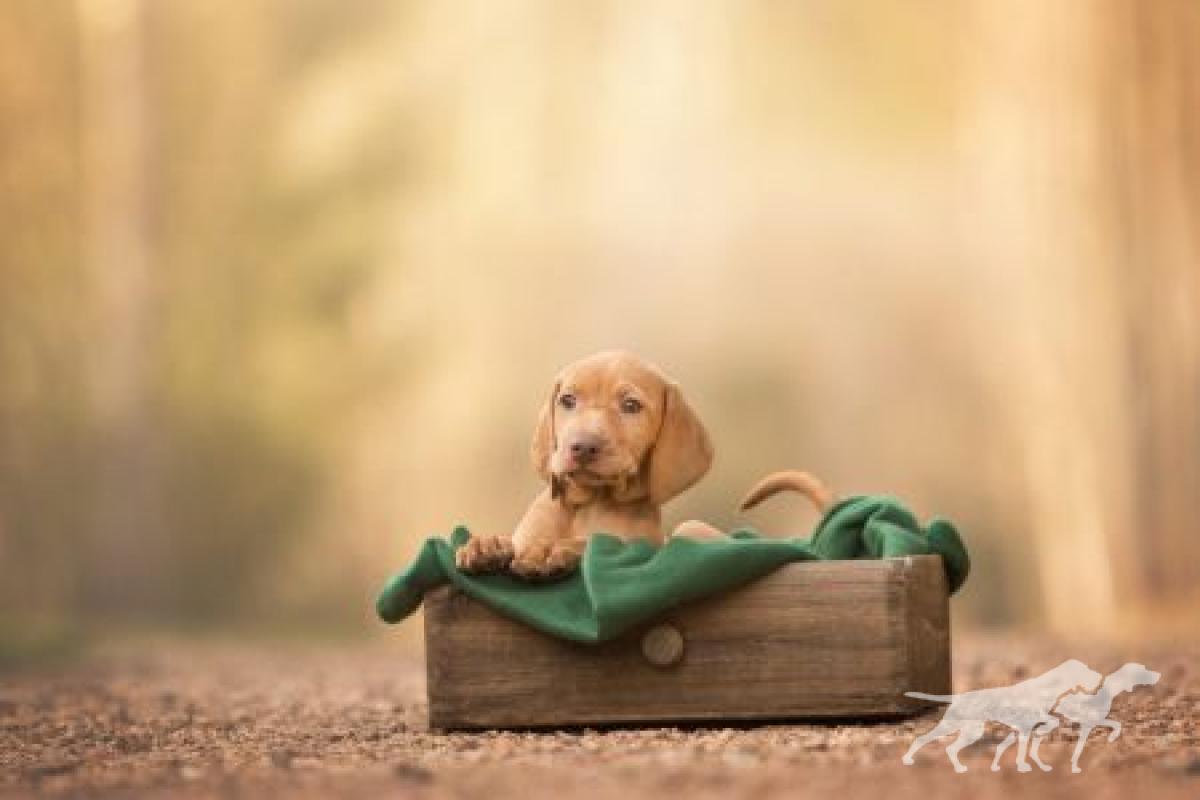 Collete Vizsla von Prague