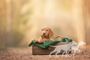 Collete Vizsla von Prague