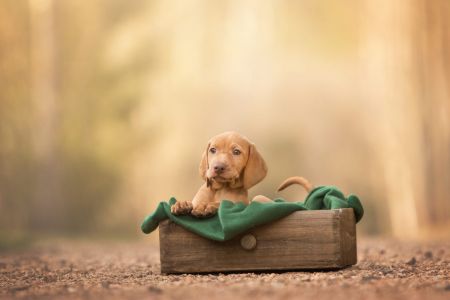 Collete Vizsla von Prague