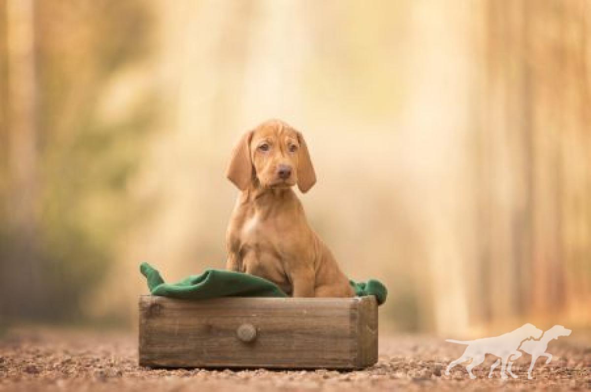 Carrie Vizsla von Prague