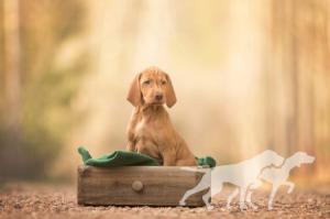 Carrie Vizsla von Prague