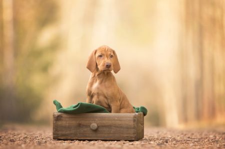 Carrie Vizsla von Prague