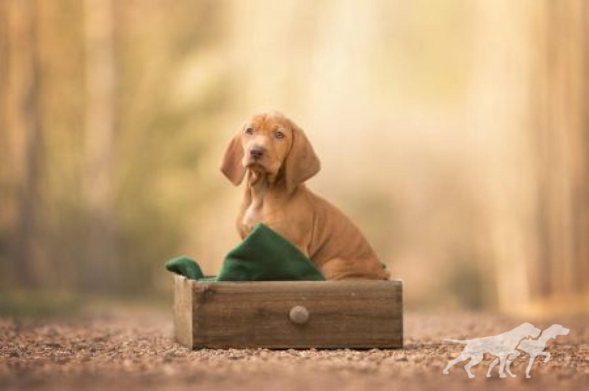 Cassie Vizsla von Prague