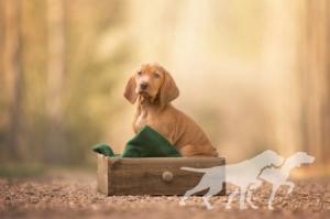 Cassie Vizsla von Prague