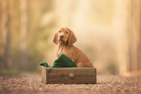 Cassie Vizsla von Prague