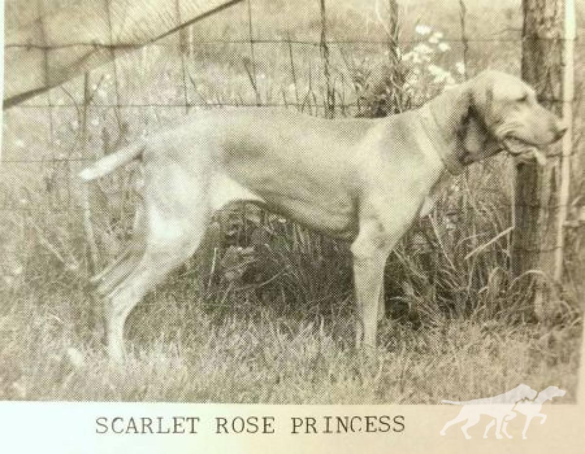 Scarlet Rose Princess