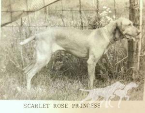 Scarlet Rose Princess
