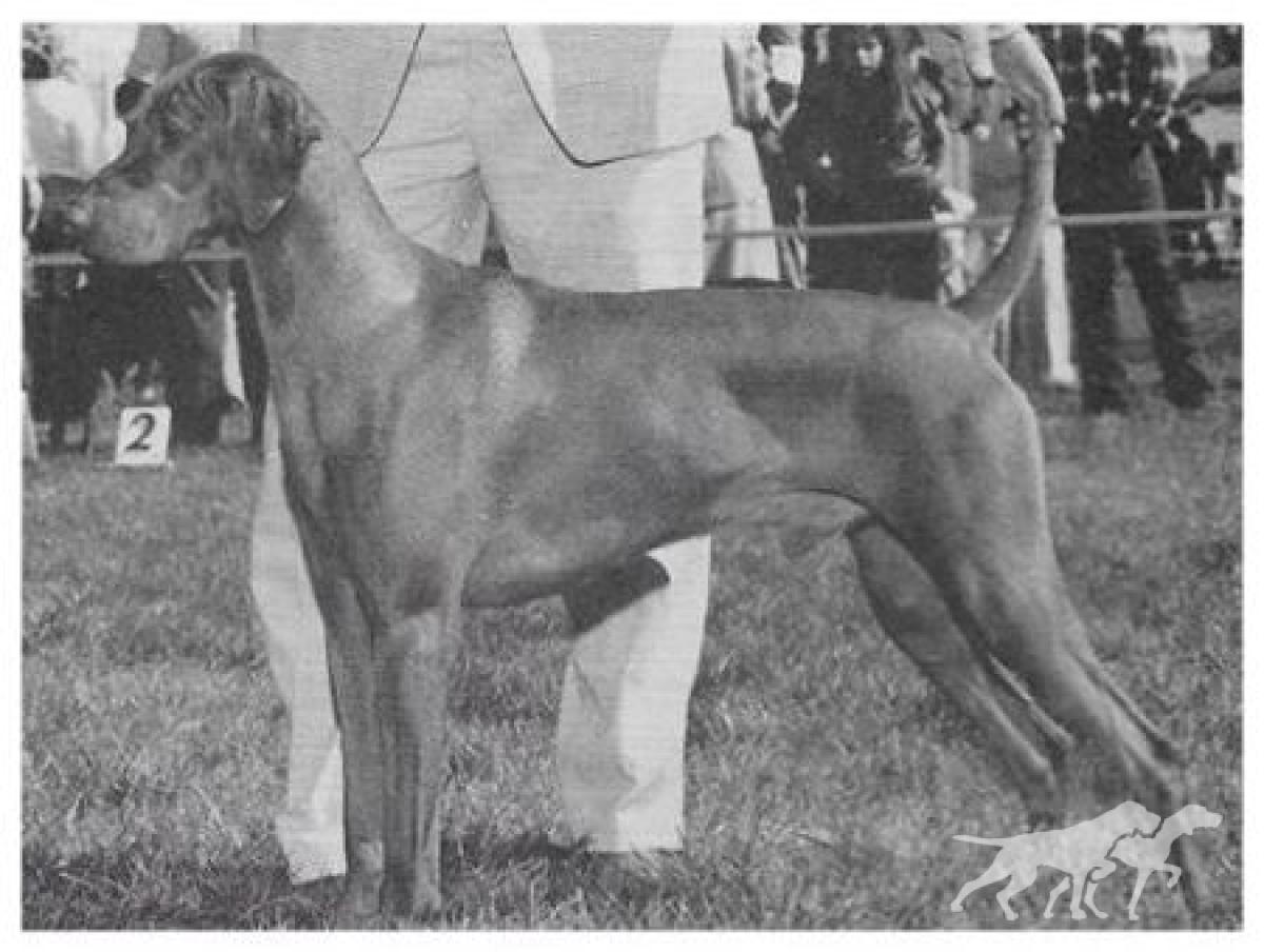 Duke Sandor Voros Vadasz