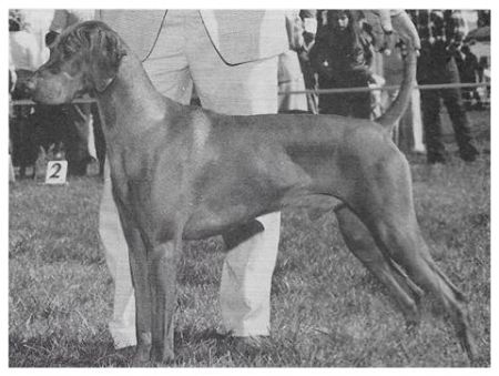 Duke Sandor Voros Vadasz
