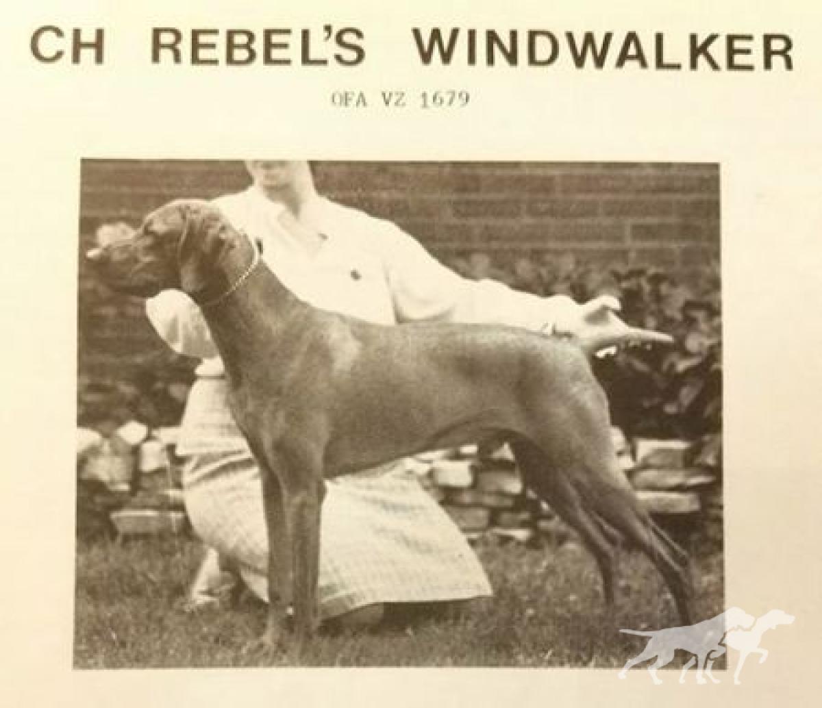 Rebel's Windwalker