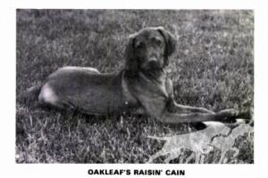 Oakleaf's Raisin' Cain