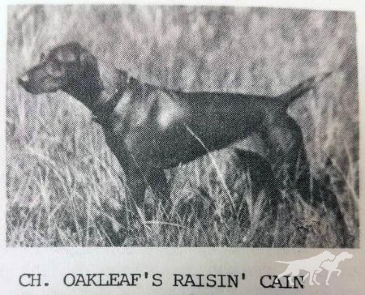 Oakleaf's Raisin' Cain