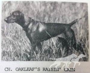 Oakleaf's Raisin' Cain