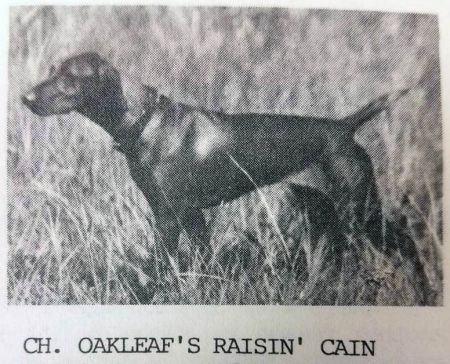Oakleaf's Raisin' Cain