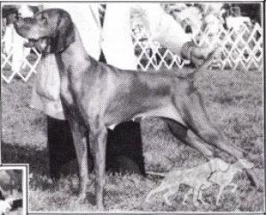 Mehagian's Darling Zsa Zsa