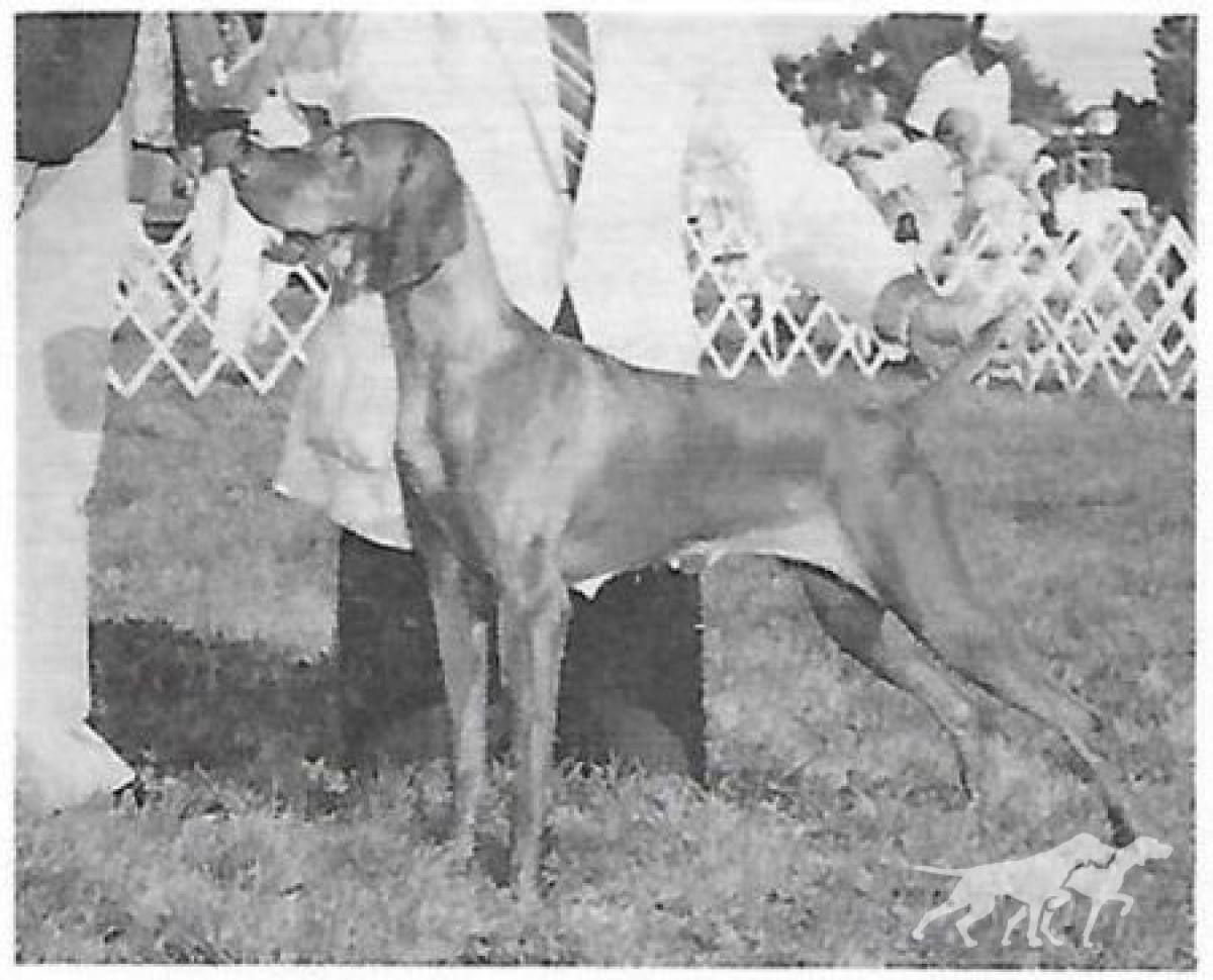 Mehagian's Darling Zsa Zsa