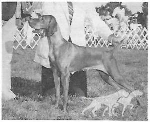 Mehagian's Darling Zsa Zsa