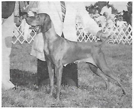 Mehagian's Darling Zsa Zsa