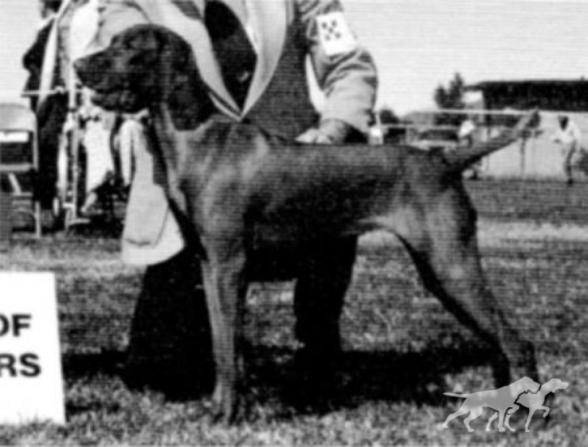 Vintage Del Magnifico