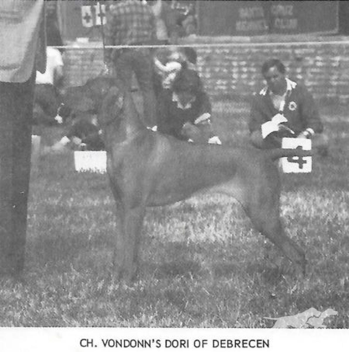 Vondonns Dori Of Debrecen