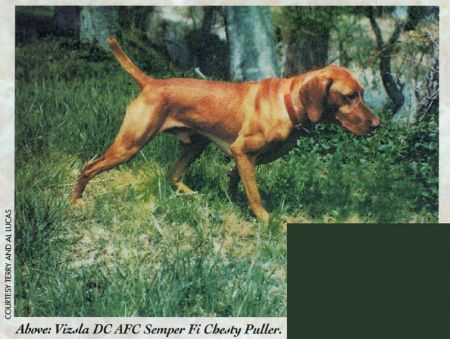 Semper Fi Chesty Puller