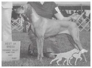 Hollandia's Wind-Rush Gypsy