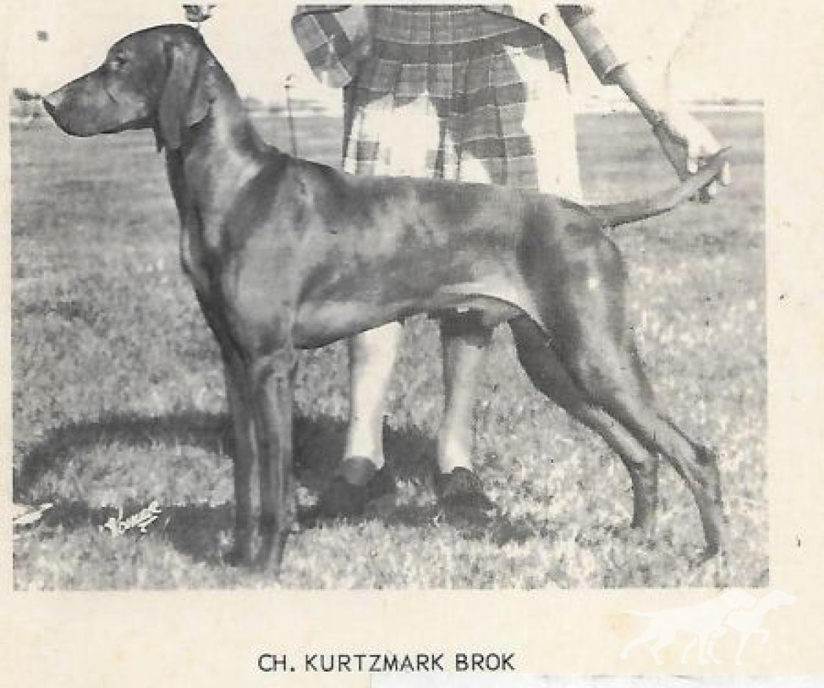 Kurtzmark Brok