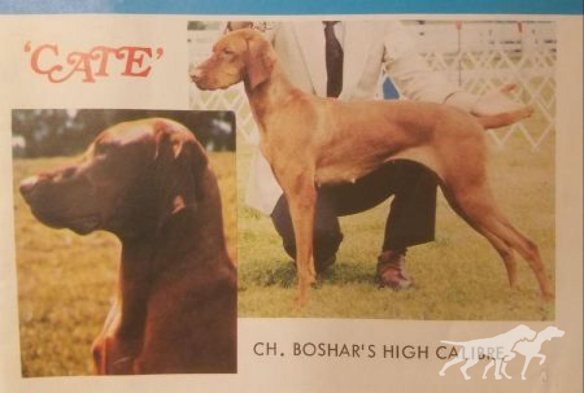 Boshar's High Caliber