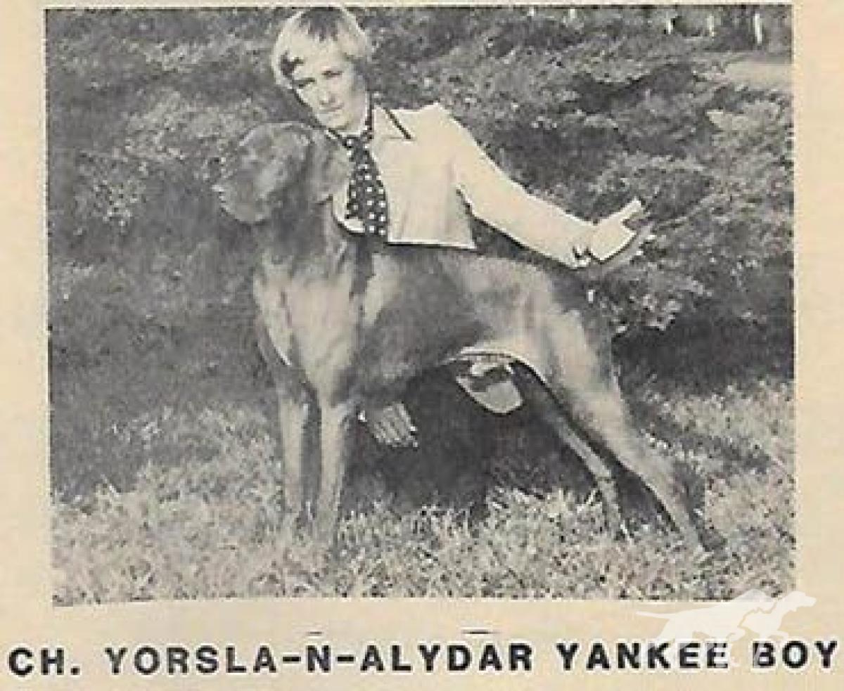 Yorsla-N-Alydar Yankee Boy