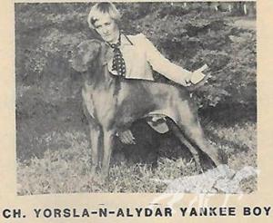 Yorsla-N-Alydar Yankee Boy