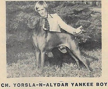Yorsla-N-Alydar Yankee Boy