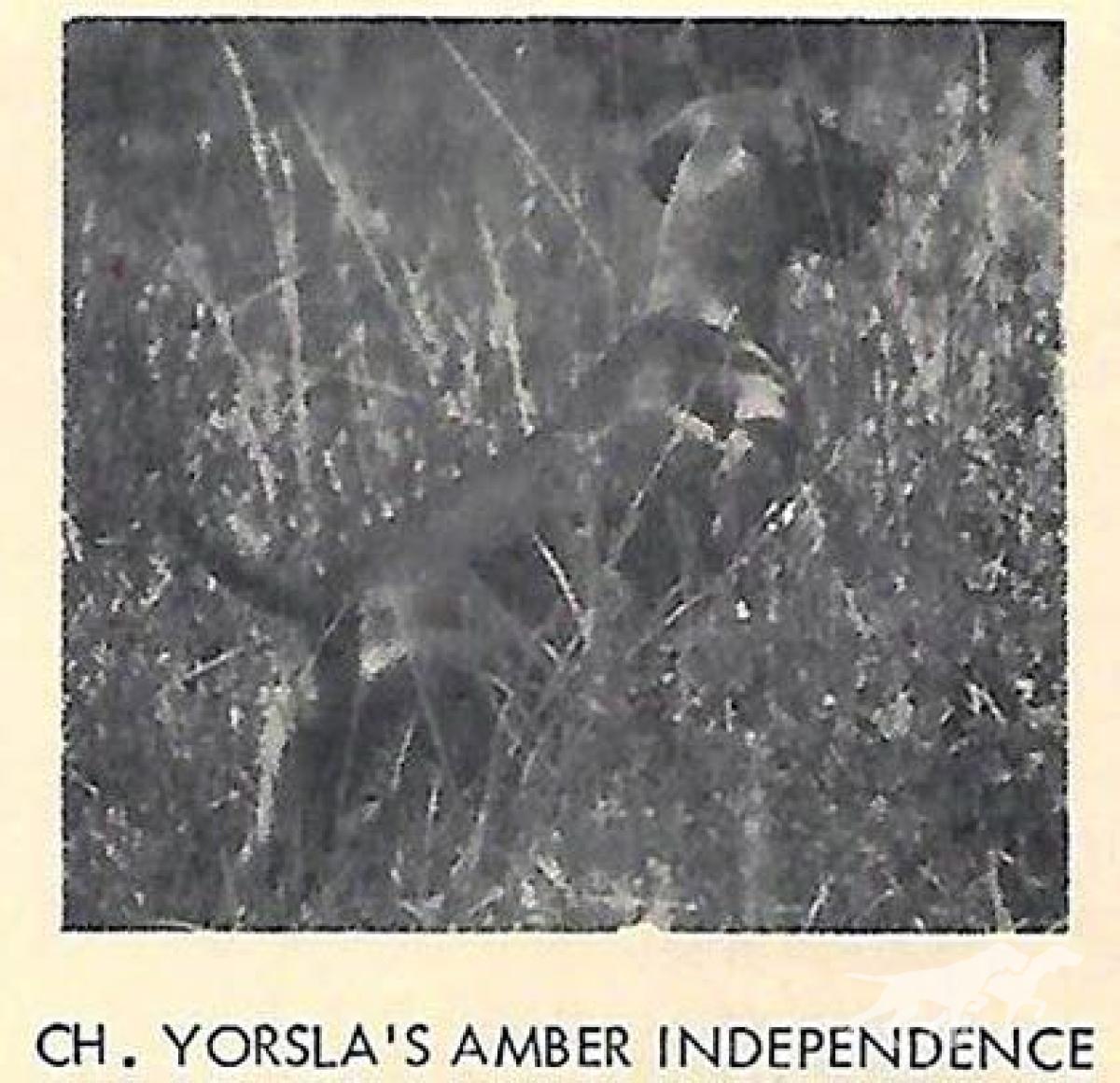 Yorsla's Amber Independence