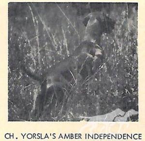Yorsla's Amber Independence
