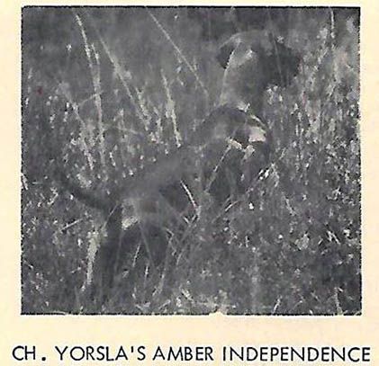 Yorsla's Amber Independence