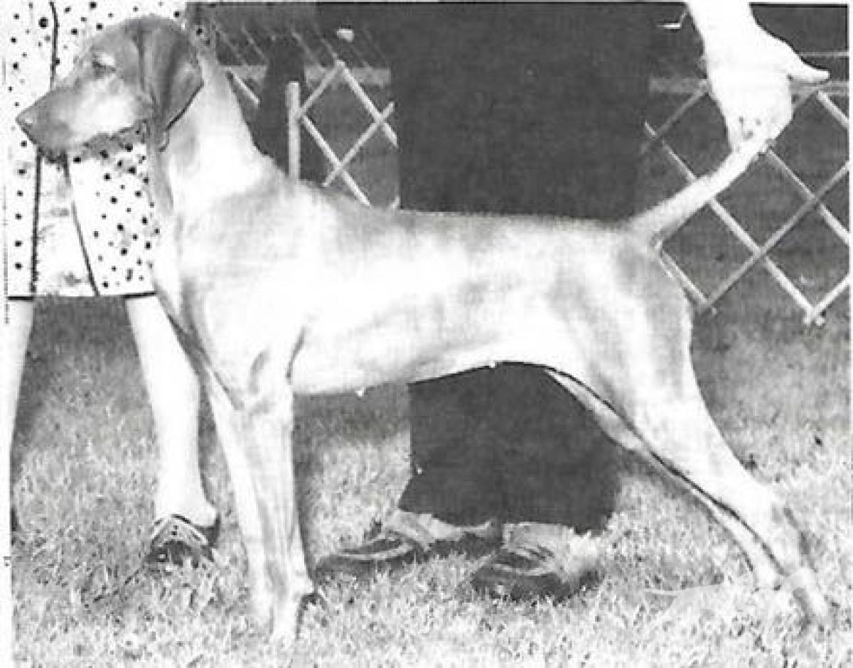 Brance's Moon River Athena