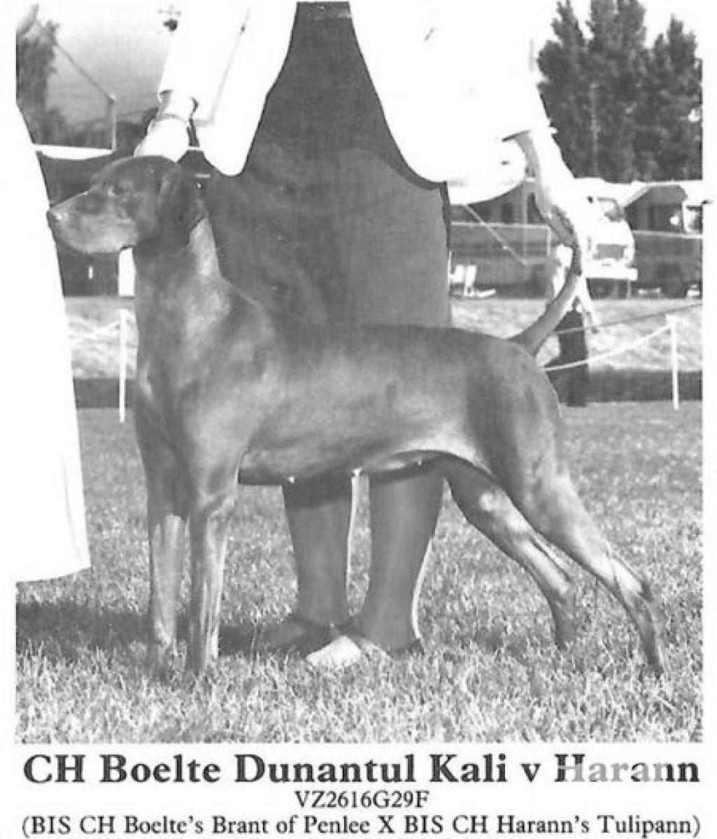 Boelte Dunantul Kali v Harann